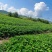 红颜章姬香野草莓苗种植基地现挖现卖根系发达保品种