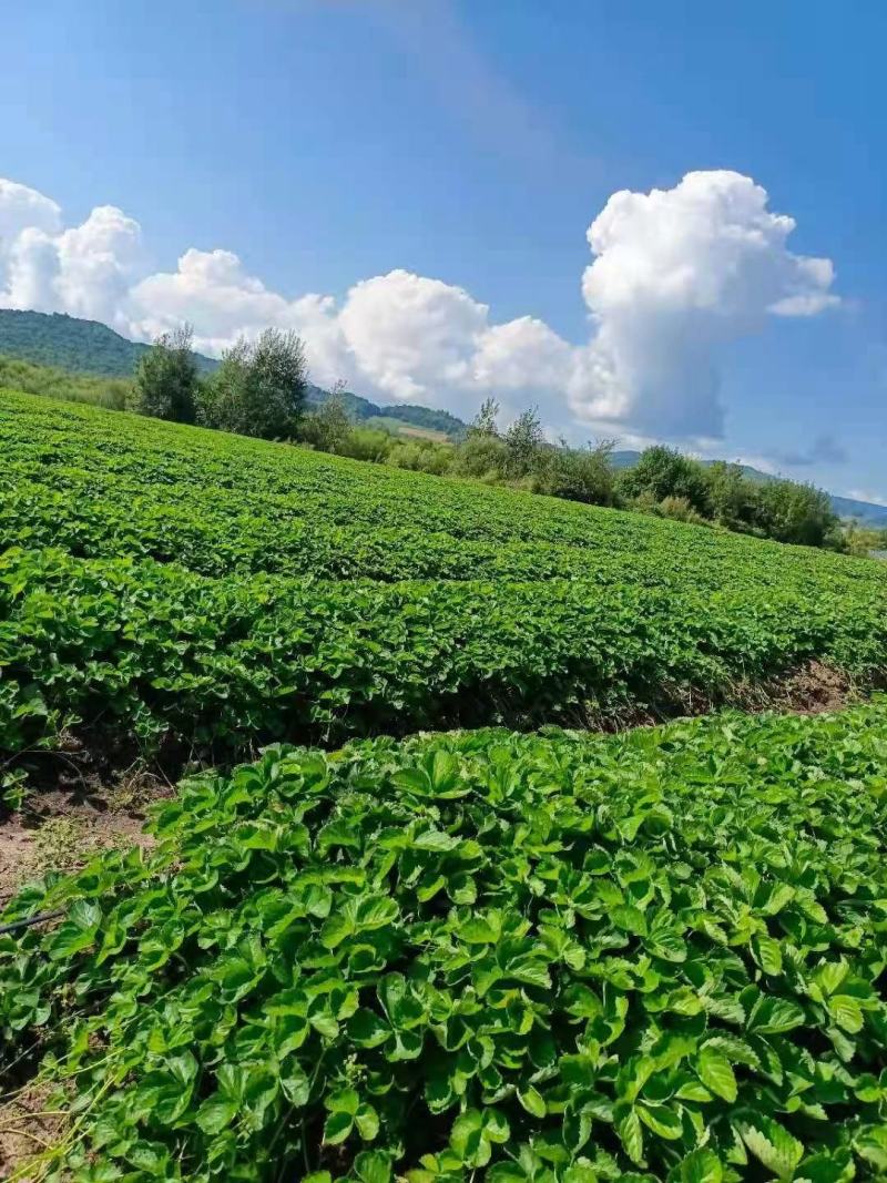 红颜章姬香野草莓苗种植基地现挖现卖根系发达保品种