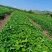 红颜章姬香野草莓苗种植基地现挖现卖根系发达保品种