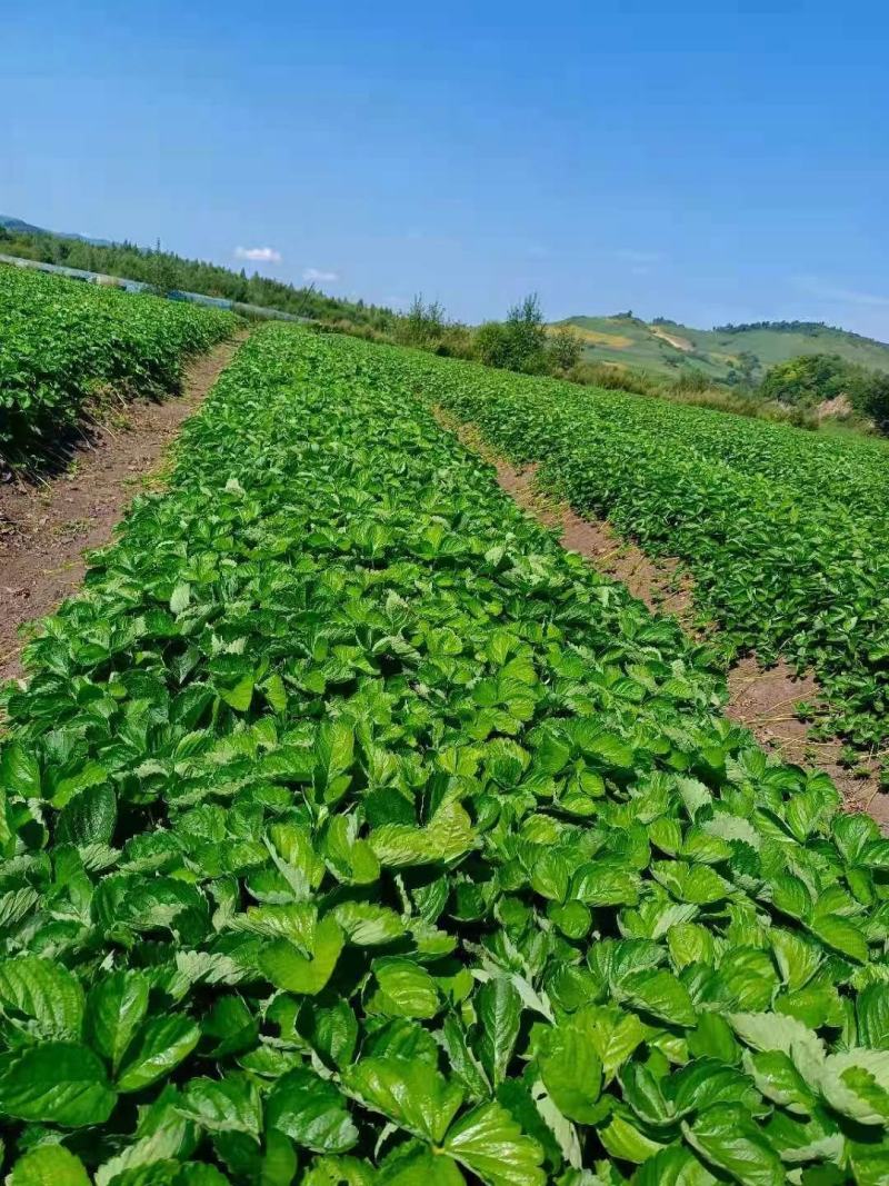 红颜章姬香野草莓苗种植基地现挖现卖根系发达保品种