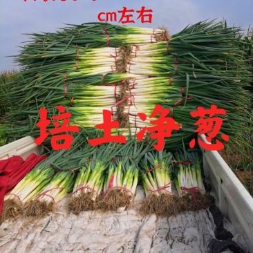 河北省保定市里县小陈乡万亩长白大葱基地欢迎您