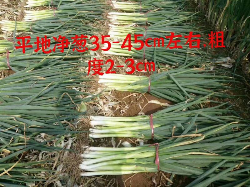 河北省保定市里县小陈乡万亩长白大葱基地欢迎您