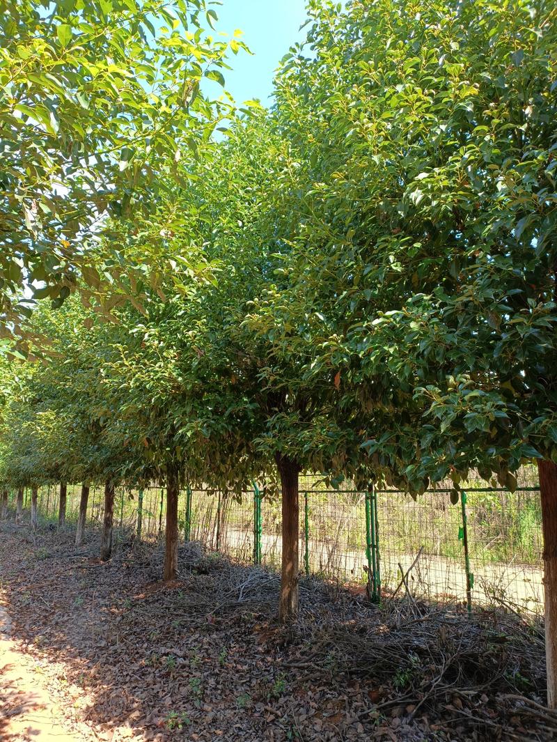 香樟树小叶香樟大叶香樟2-50公分大树苗场自产自销
