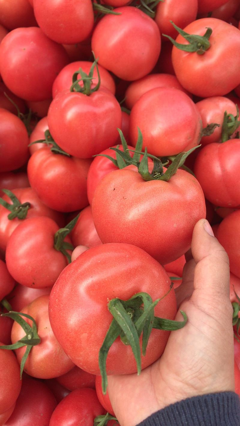 山东费县硬粉西红柿可供各大电商平台，市场超市