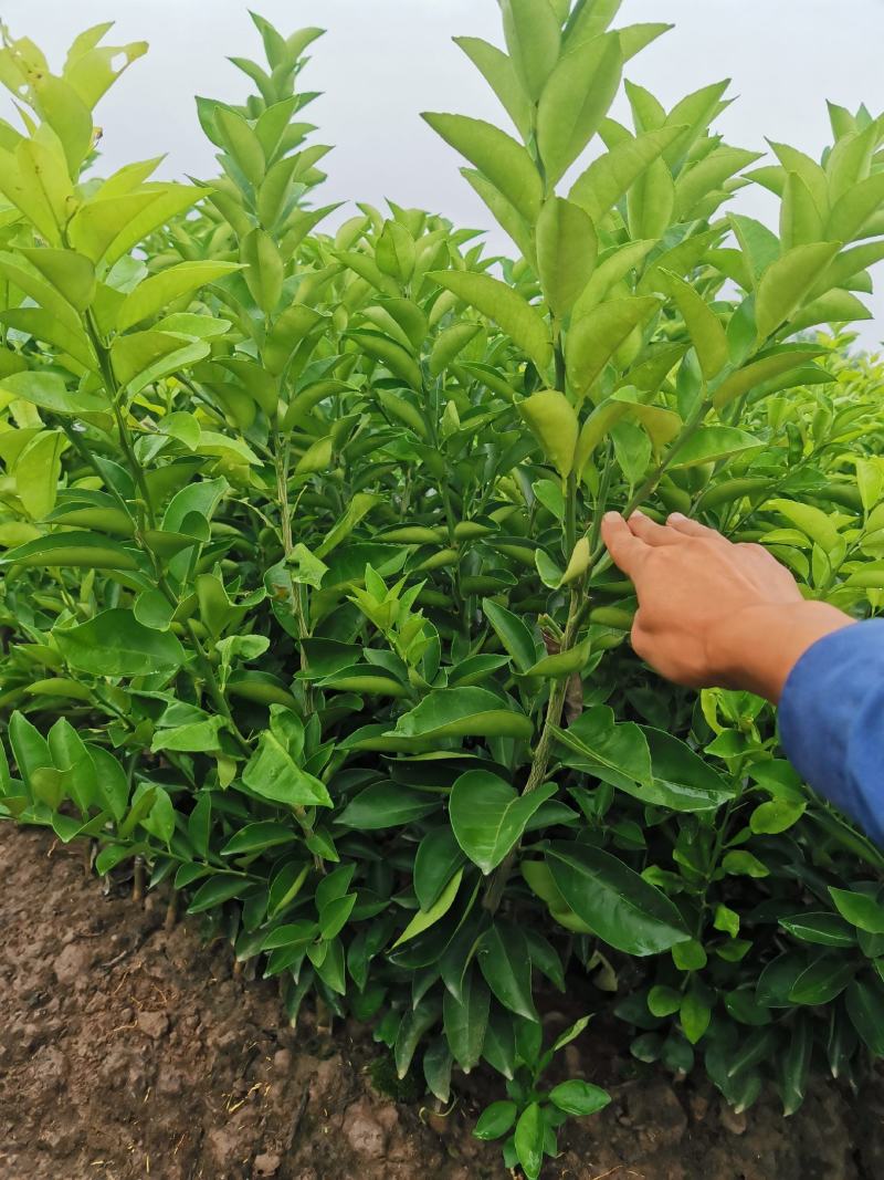 中药枳壳苗，药柑，药枳壳苗，药枳壳，川枳壳苗、重庆四川