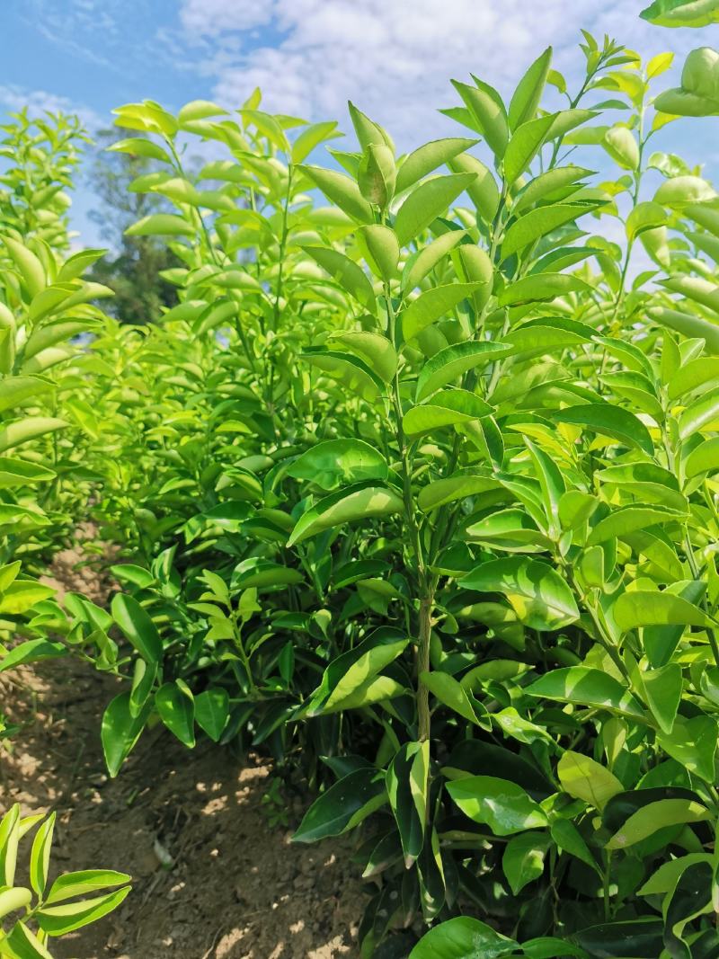 中药枳壳苗，药柑，药枳壳苗，药枳壳，川枳壳苗、重庆四川