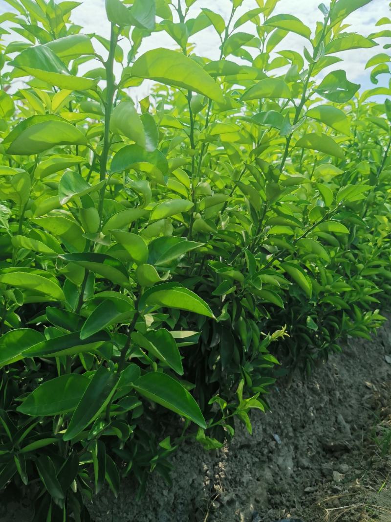 中药枳壳苗，药柑，药枳壳苗，药枳壳，川枳壳苗、重庆四川