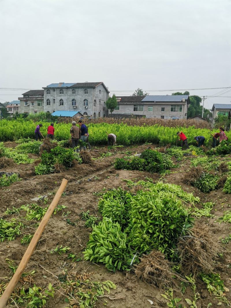 中药枳壳苗，药柑，药枳壳苗，药枳壳，川枳壳苗、重庆四川