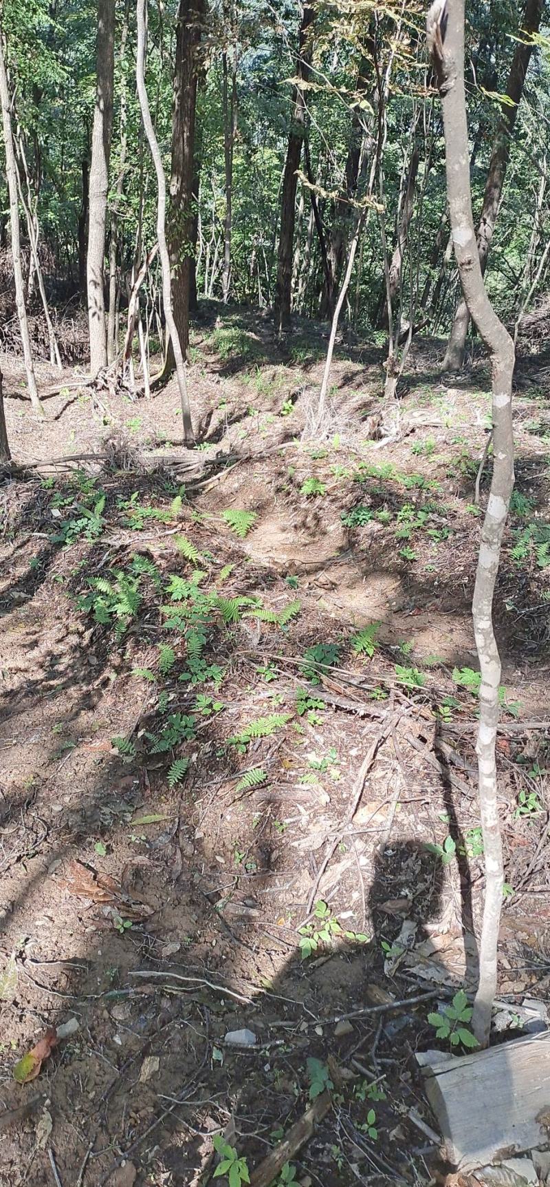 神农架高海拔新鲜乌天麻现挖现发质量保证