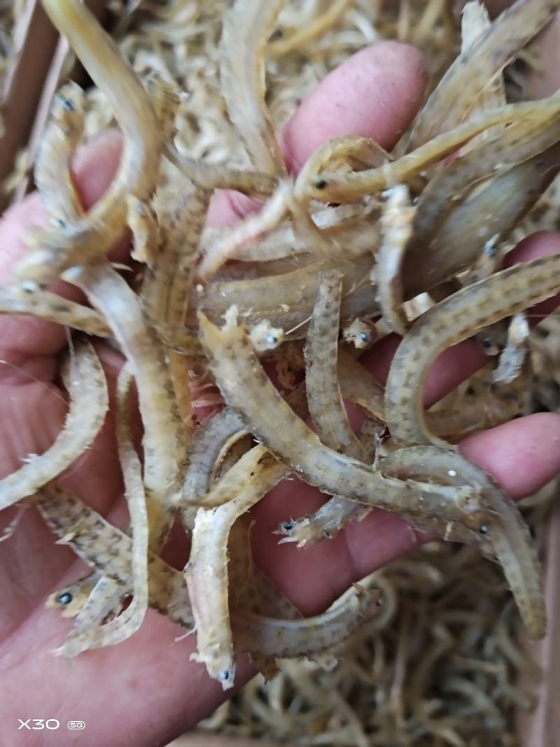 黄金凤尾鱼！宽条细条油炸做麻辣鱼食材可视频看货产地直发