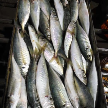 巴浪鱼灯光捕捞巴浪鱼适合农贸市场酒店食堂餐厅