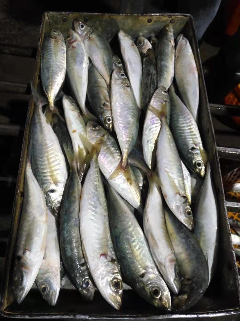 巴浪鱼灯光捕捞巴浪鱼适合农贸市场酒店食堂餐厅