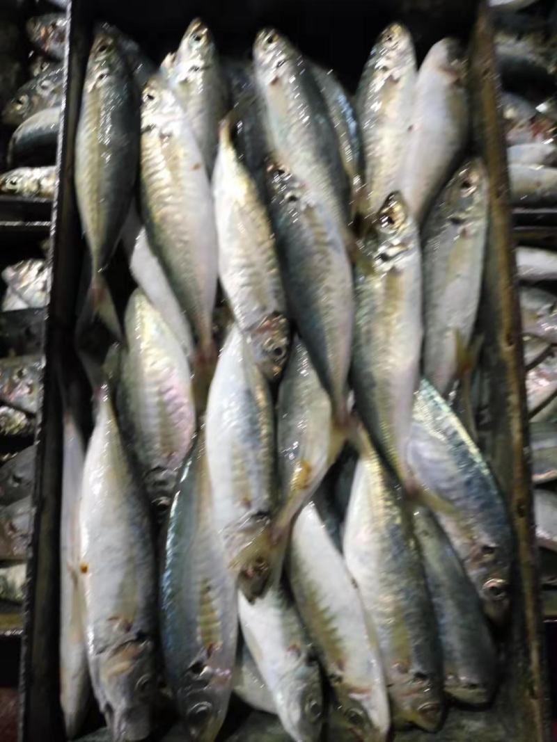 巴浪鱼灯光捕捞巴浪鱼适合农贸市场酒店食堂餐厅