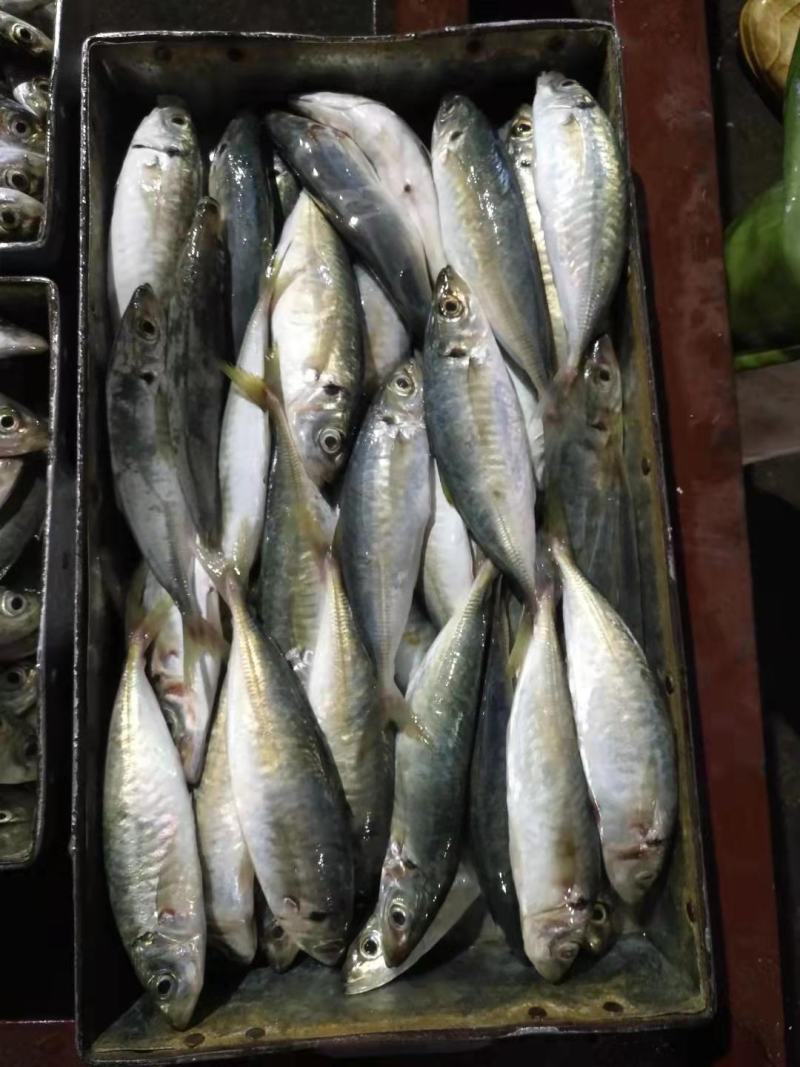 巴浪鱼灯光捕捞巴浪鱼适合农贸市场酒店食堂餐厅