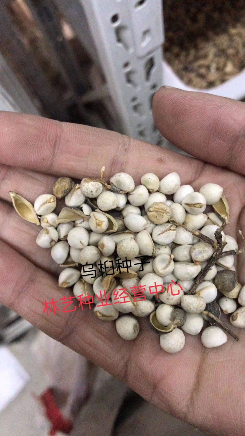 乌柏种子卷子树腊子树桕子树木子树当年新采林木种子