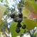 乌柏种子卷子树腊子树桕子树木子树当年新采林木种子