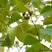 乌柏种子卷子树腊子树桕子树木子树当年新采林木种子