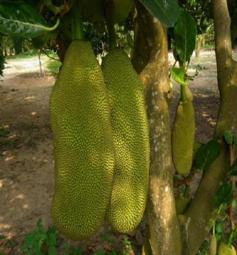 泰国进口榴莲种子苗金枕猫山王榴莲果苗带土带叶发货