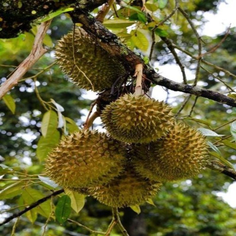 泰国进口榴莲种子苗金枕猫山王榴莲果苗带土带叶发货