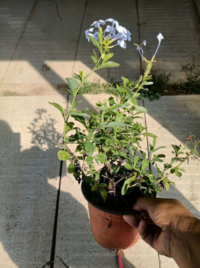 自产自销老兵苗圃蓝雪花