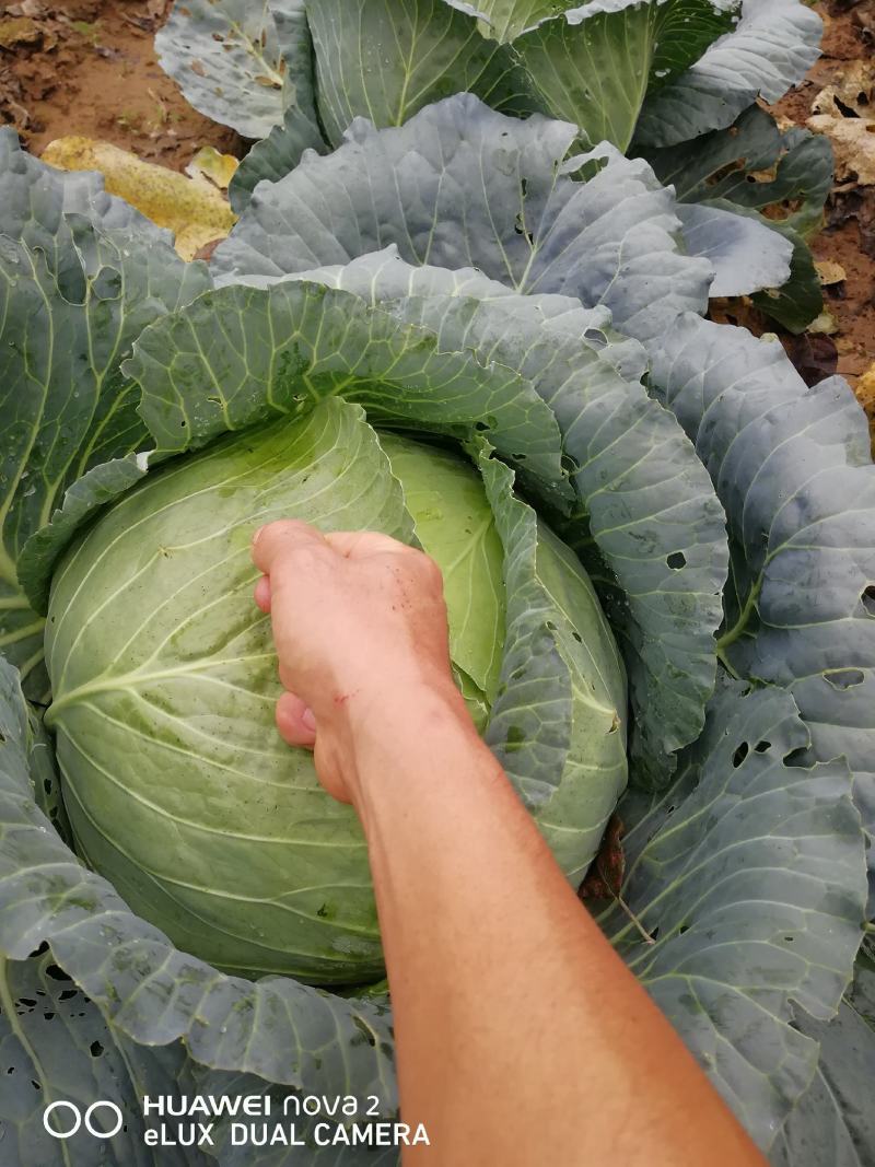 自家羊粪地种的包菜