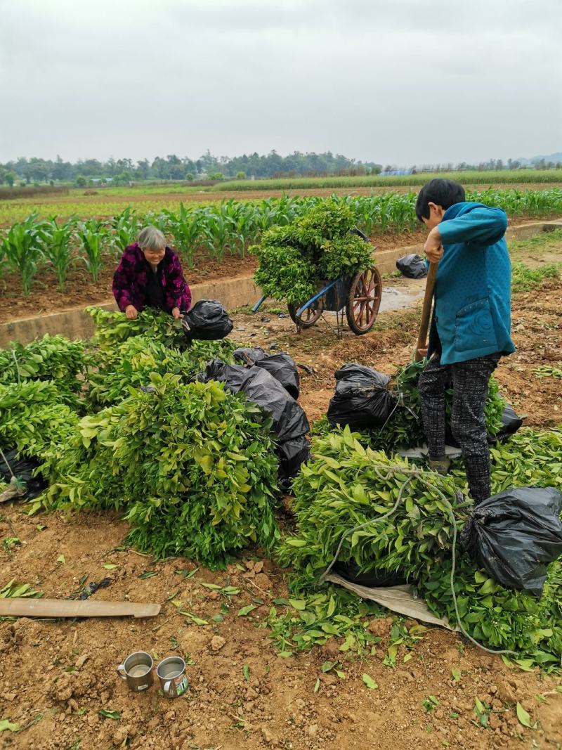 耙耙柑苗，春见苗，柑橘苗基地直发，批发出售