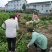 安岳尤力克柠檬苗、柠檬苗，川渝基地直发，批发出售