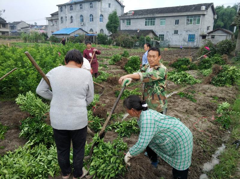 安岳尤力克柠檬苗、柠檬苗，川渝基地直发，批发出售