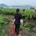 安岳尤力克柠檬苗、柠檬苗，川渝基地直发，批发出售