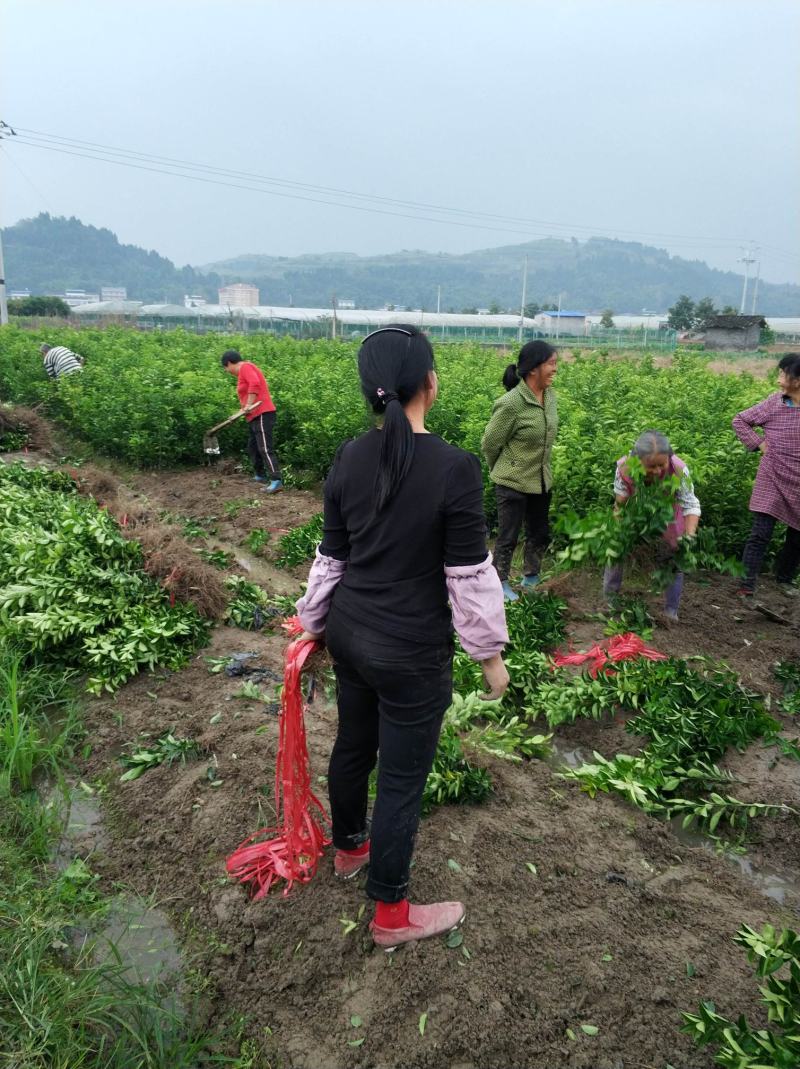 安岳尤力克柠檬苗、柠檬苗，川渝基地直发，批发出售