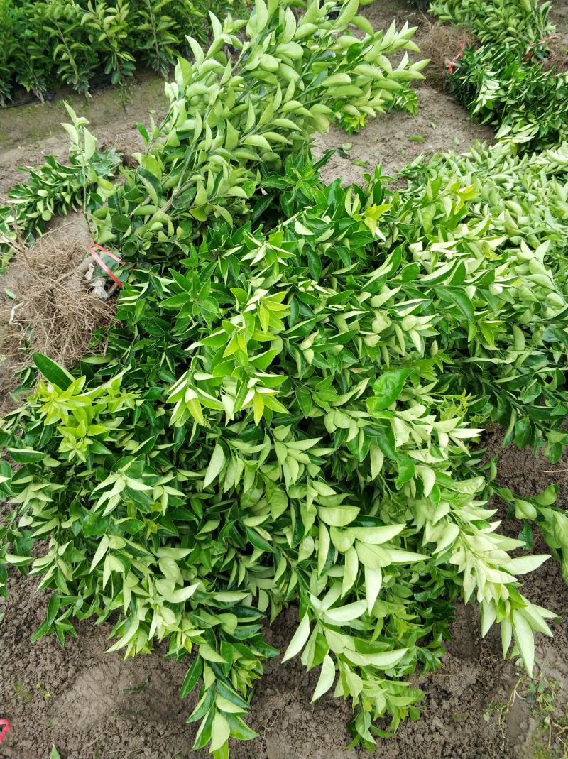 安岳尤力克柠檬苗、柠檬苗，川渝基地直发，批发出售