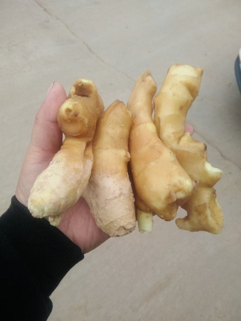 （实力供货）山东红芽仔姜生姜供应货源充足，基地直发
