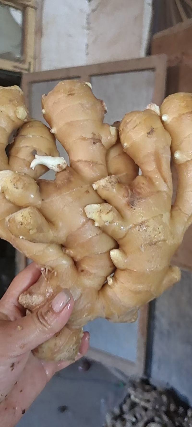 （实力供货）山东红芽仔姜生姜供应货源充足，基地直发