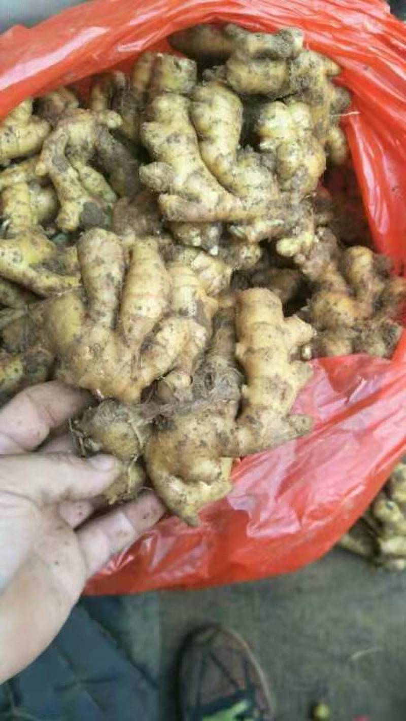 （实力供货）山东红芽仔姜生姜供应货源充足，基地直发