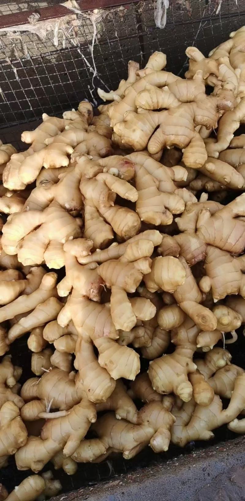 （实力供货）山东红芽仔姜生姜供应货源充足，基地直发