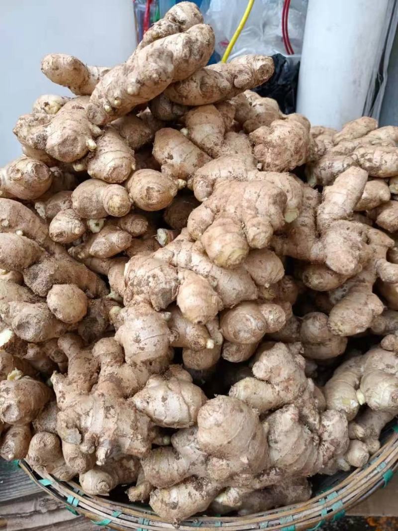 （实力供货）山东红芽仔姜生姜供应货源充足，基地直发