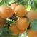 新杏子种子果树杏树种子杏核家杏种子山杏种子