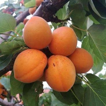新杏子种子果树杏树种子杏核家杏种子山杏种子