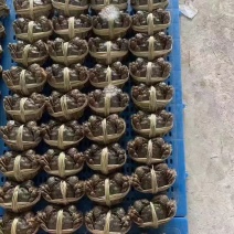 大闸蟹