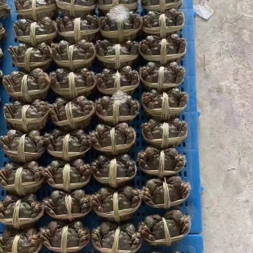 大闸蟹