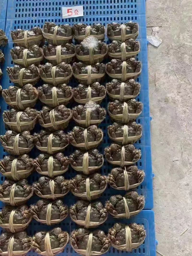 大闸蟹