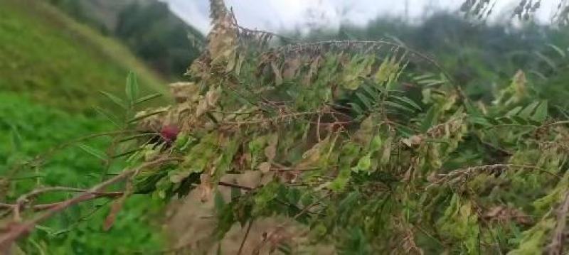 红芪鲜货干货去头去尾多年生深山采挖产地供货