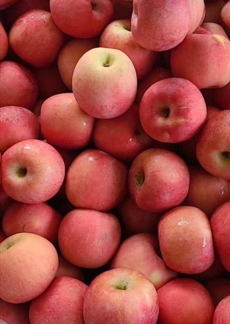 红富士苹果《今年新果》货源充足，价格不高，《代收入库》