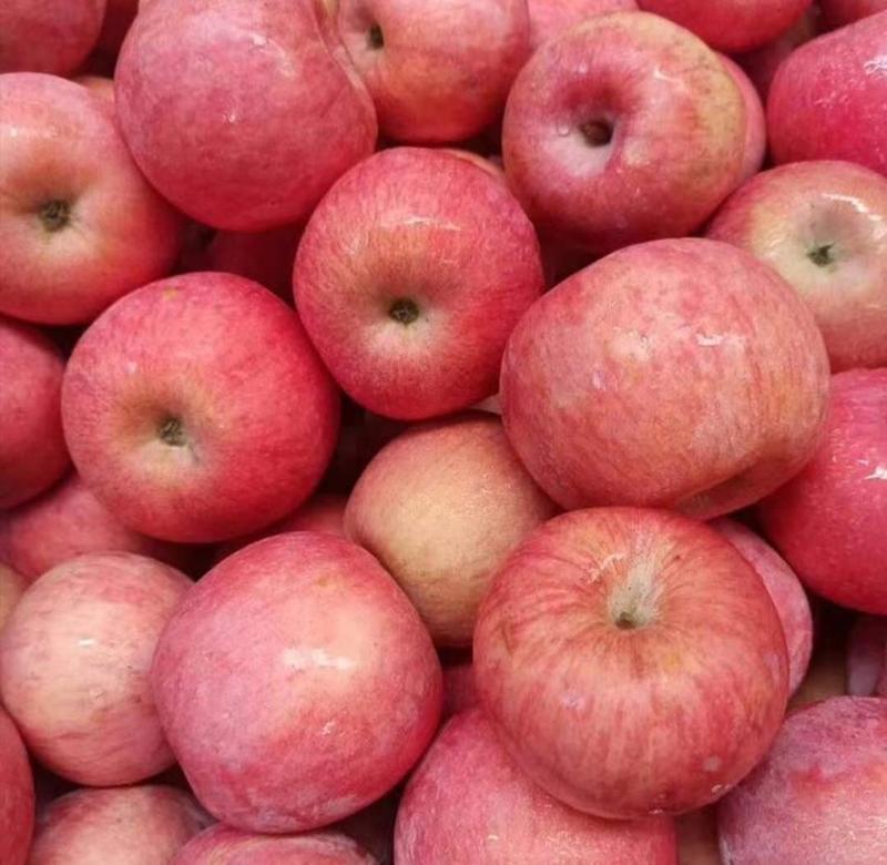 红富士苹果《今年新果》货源充足，价格不高，《代收入库》