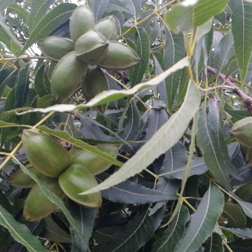 碧根果鲜果