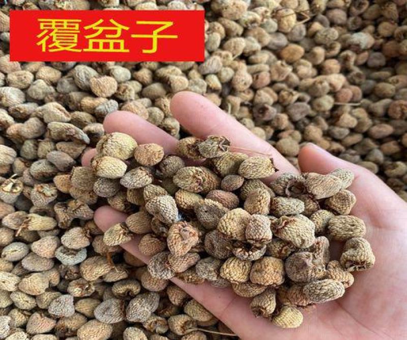 覆盆子种子盆栽地栽四季阳台室外南方北方种植当年结果