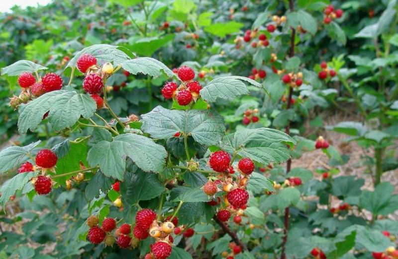 覆盆子种子盆栽地栽四季阳台室外南方北方种植当年结果