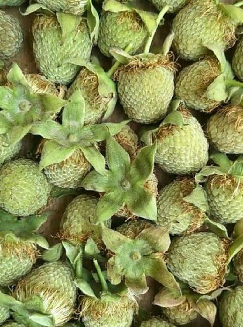 覆盆子种子盆栽地栽四季阳台室外南方北方种植当年结果
