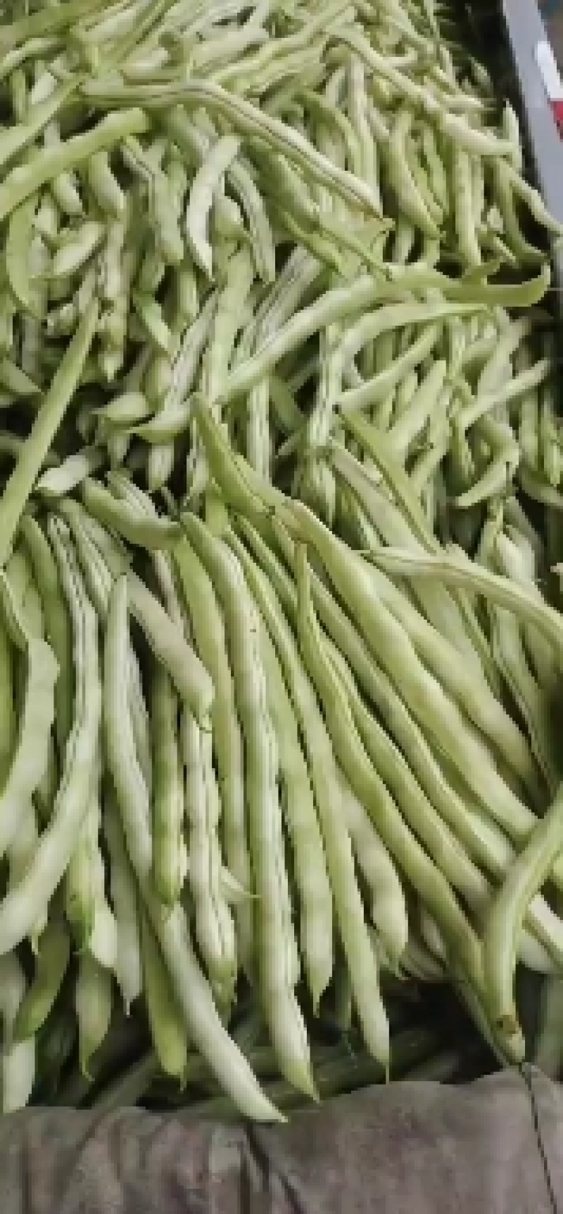 白无丝豆角绿无丝白不老豆角