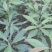 新采金丝楠木树种子四川金丝楠木种子紫楠种籽小叶桢楠种子
